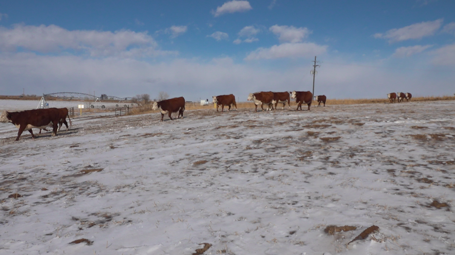 Colorado Cattle farm
