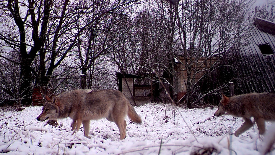 Wolves walking