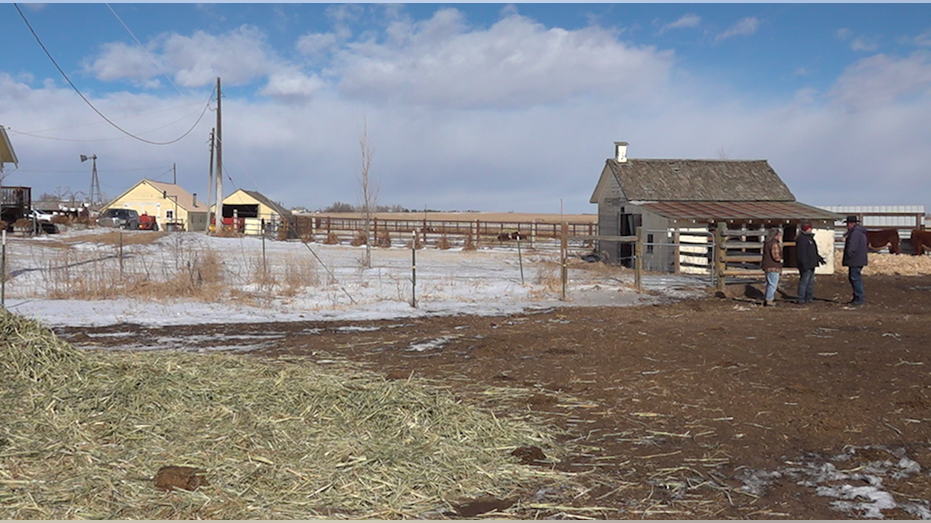 Cattle food prices increase