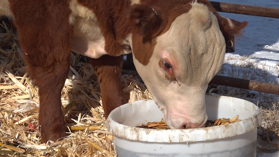 Colorado cow farm