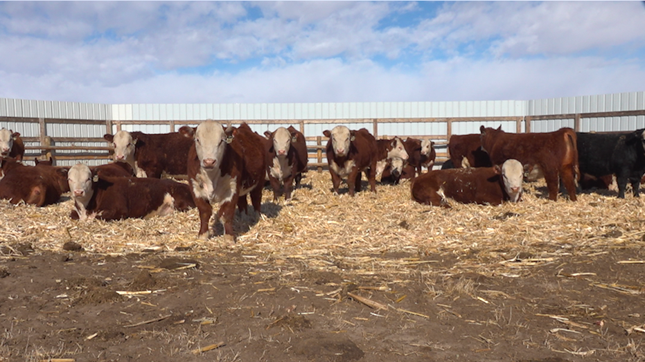 Hereford bulls and females