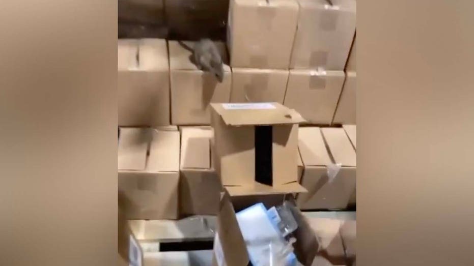 rat on a box