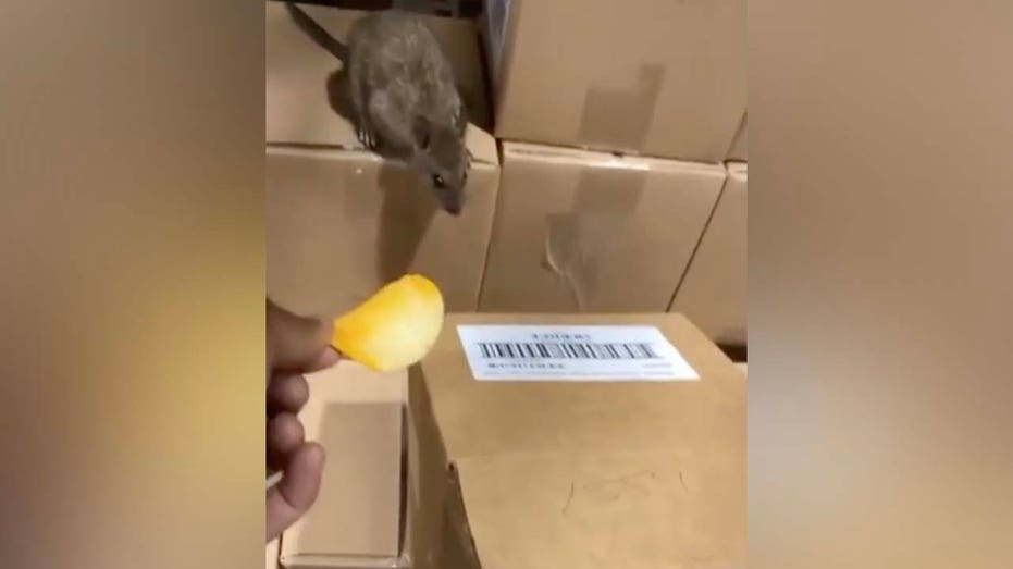 rat on a box