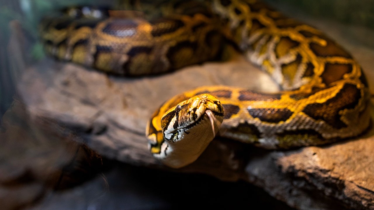 Pythonschlangen sind ein Standardfleisch für den Grill