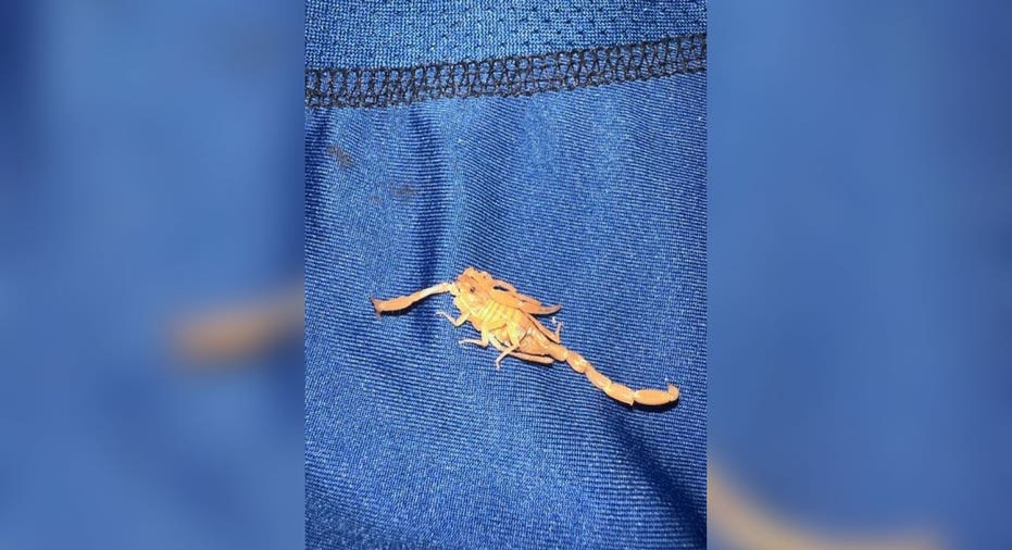 Scorpion on blue underwear