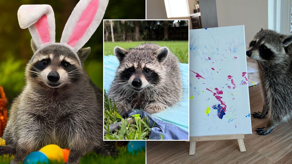 split of Louie the raccoon as a bunny, posing for the camera, and painting a picture
