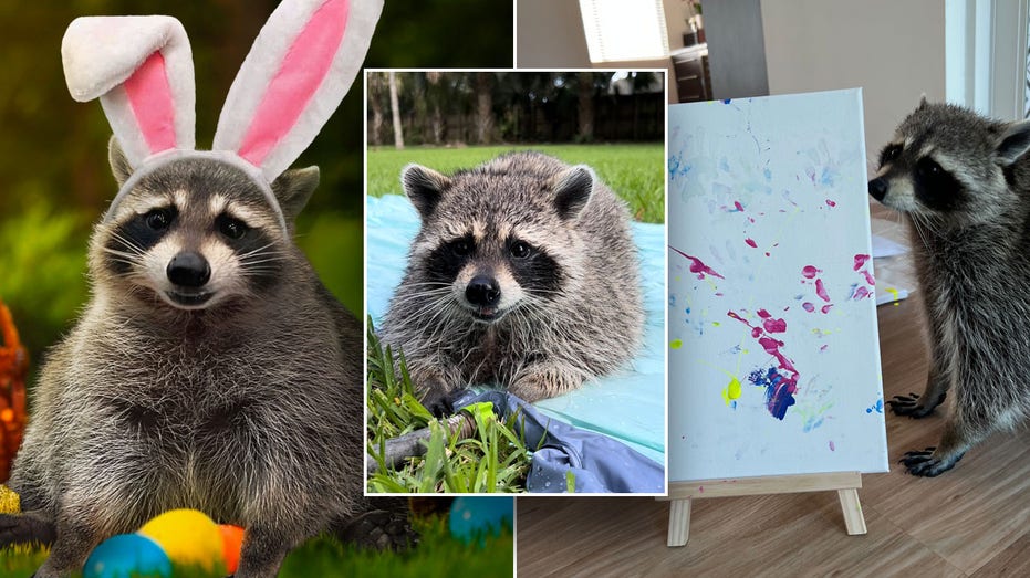 split of Louie the raccoon as a bunny, posing for the camera, and painting a picture