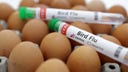 White House economist gives plan to control avian flu, lower egg prices after Biden admin ‘killed chickens’