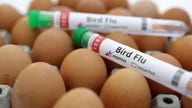 White House economist gives plan to control avian flu, lower egg prices after Biden admin ‘killed chickens’