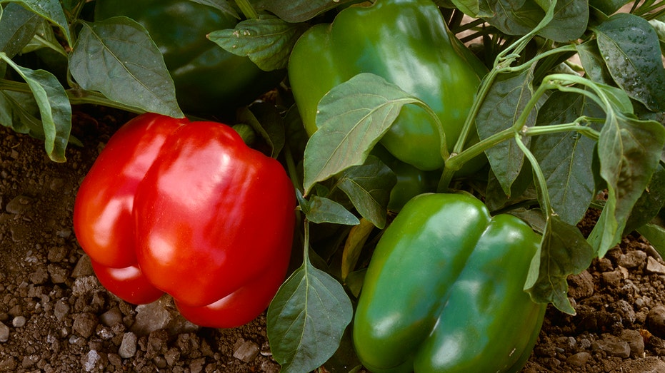 Bell peppers