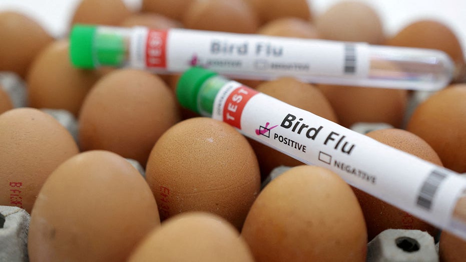 Bird flu and eggs