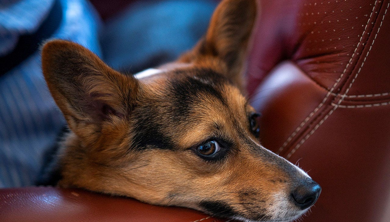 Pet food recalled after positive salmonella, listeria tests