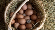 Tips for selling eggs and turning a profit right from your backyard