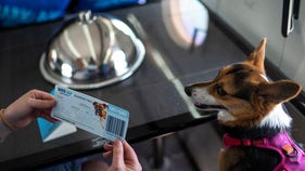BARK Air completes first cross-country dog flight with pricey tickets