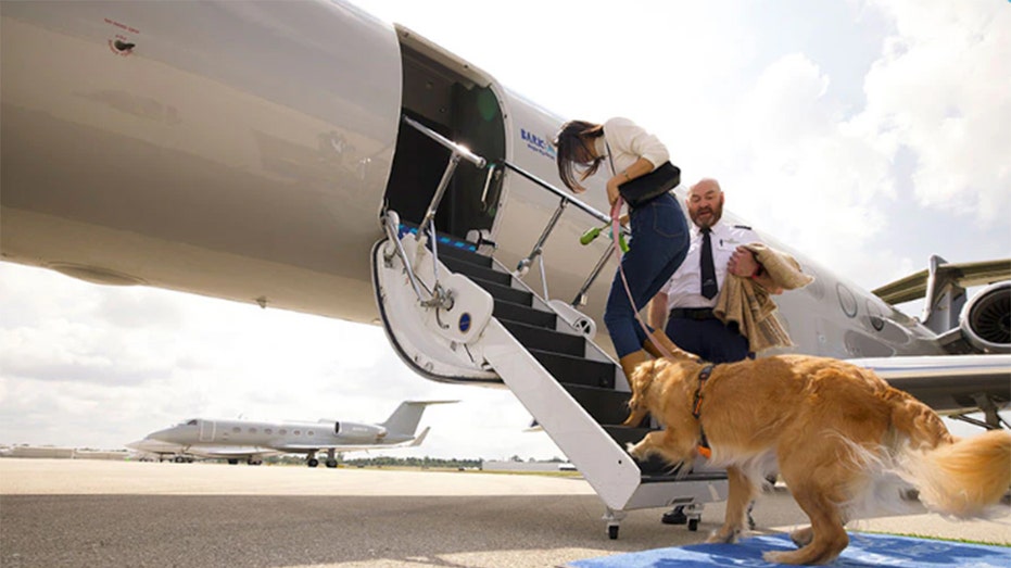 Dog getting on a chartered plane