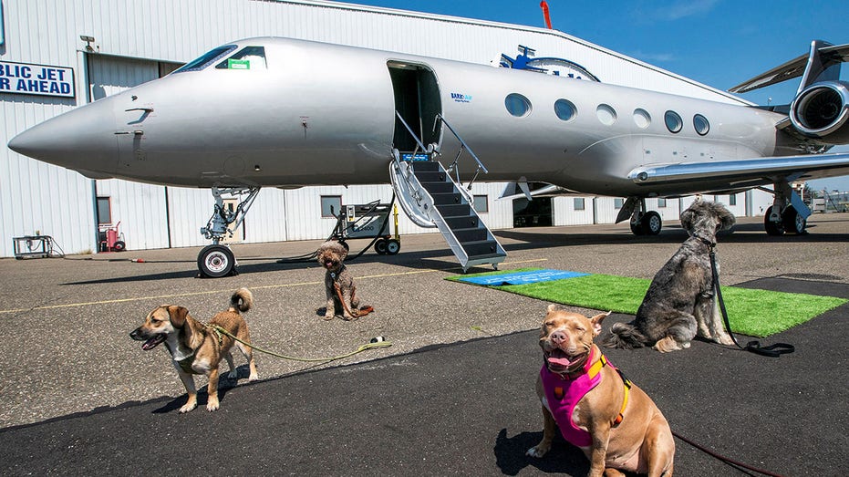 Hunde spielen außerhalb des Flugzeugs. 