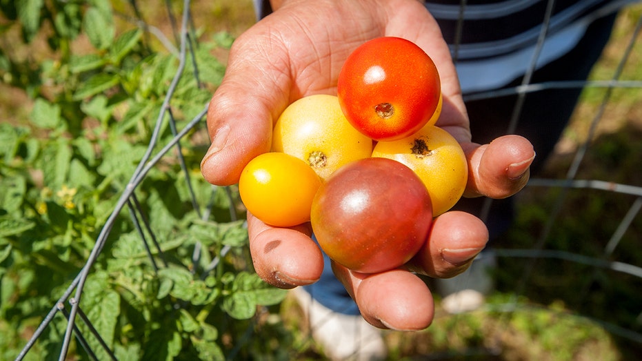 A person holding tomatoes from garden