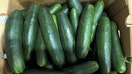 Fresh Start Produce Sales Inc. of Delray, Florida, is recalling whole cucumbers shipped to 14 states. - Fox Business News