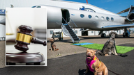 New luxury airline for dogs faces lawsuit shortly after its first flight
