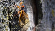 The busy, buzzing cicada has just been honored in the most unusual way