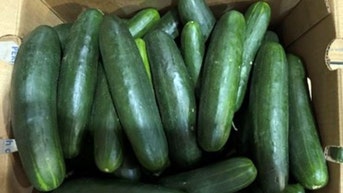 Cucumbers recalled as more than 2 dozen people sickened in salmonella outbreak - Fox News