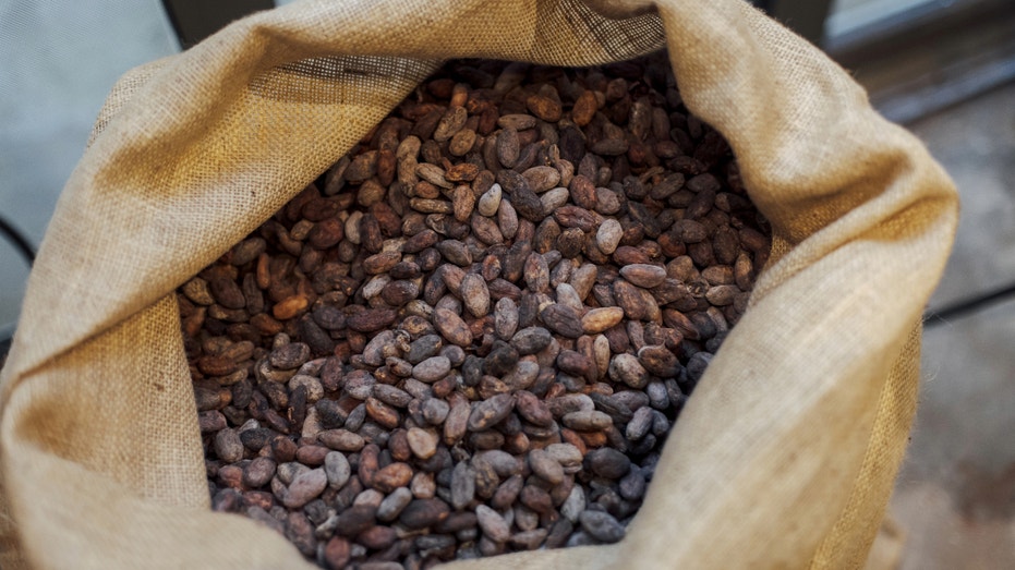 Raw cocoa beans before roasting at Alain Ducasse's chocolate factory in Paris, France, on April 22, 2024.