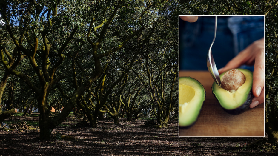 Split image of avocado farm, woman slicing avocado