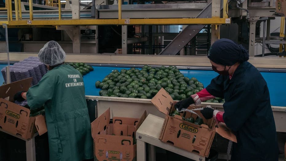 Workers sorting avocados