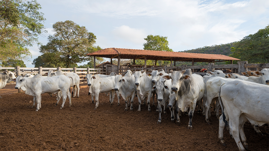 brazilian cattle corral