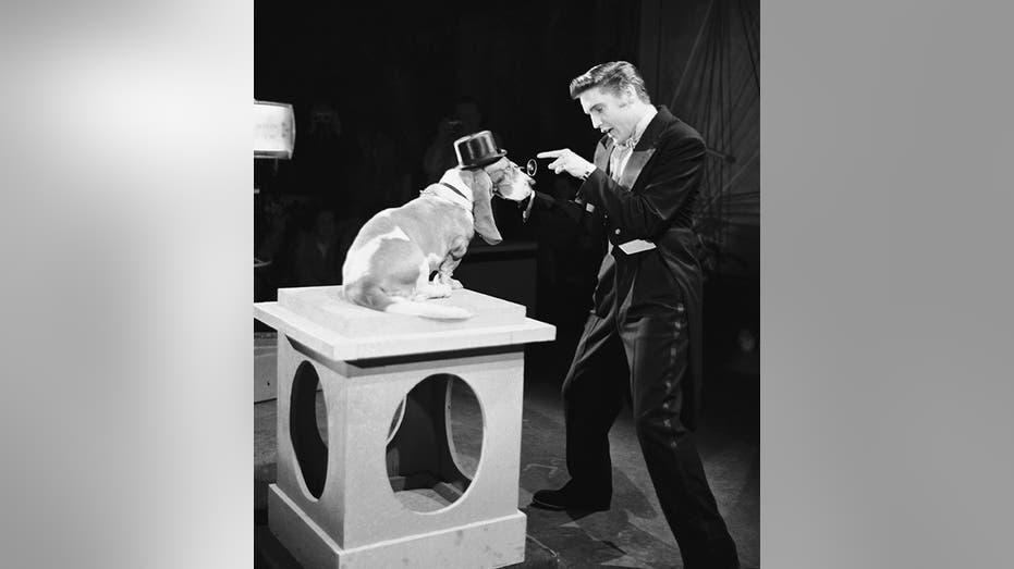 Elvis Presley singing to hound dog