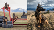 Protection dogs for sale in Montana come with hefty price tag of $150K