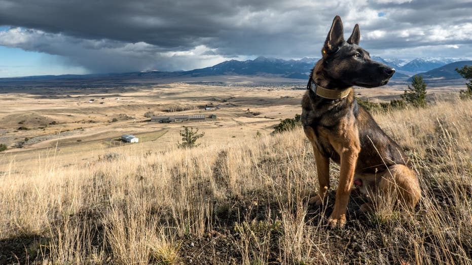 svalinn dog company in Montana