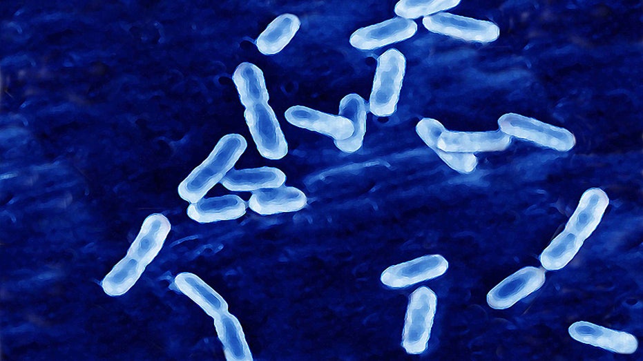 Listeria bacteria under a microscope.