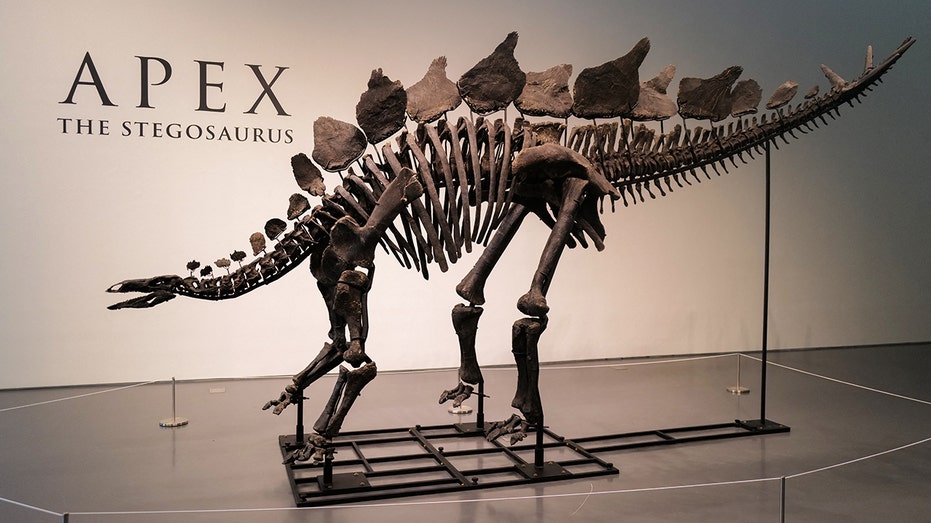 Apex dinosaur