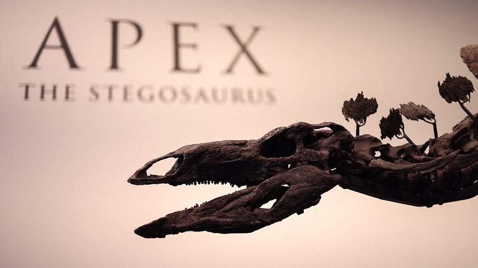 Apex dinosaur