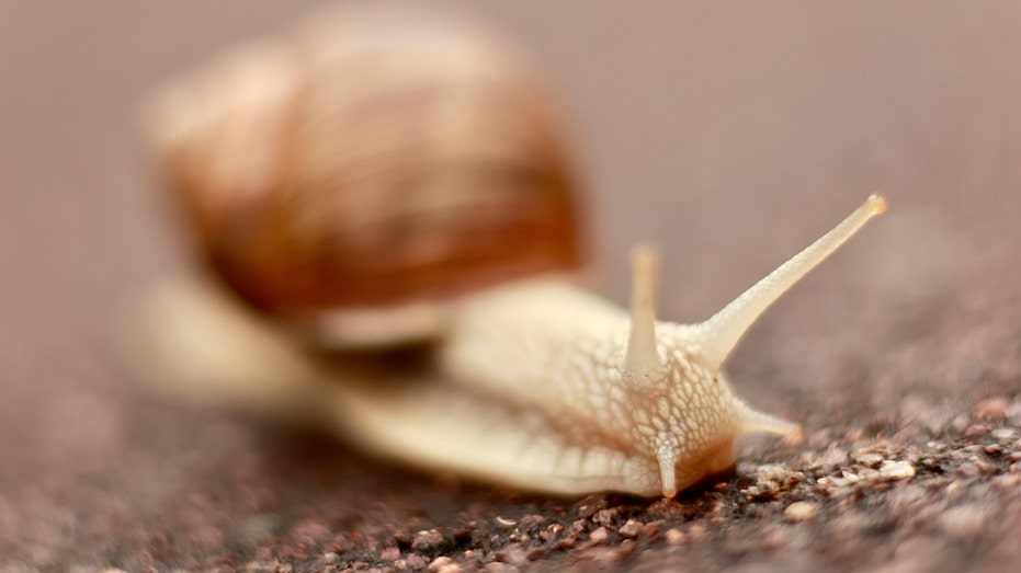 Snail