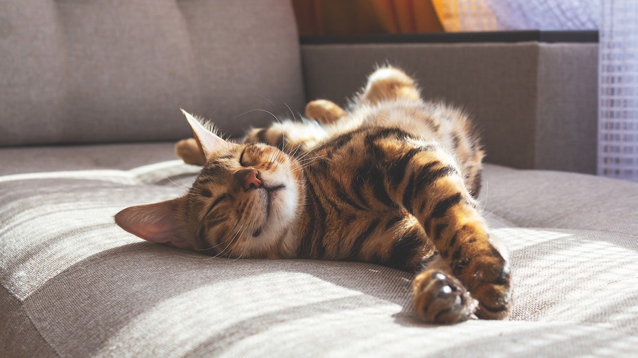 Bengal cat laying on couch