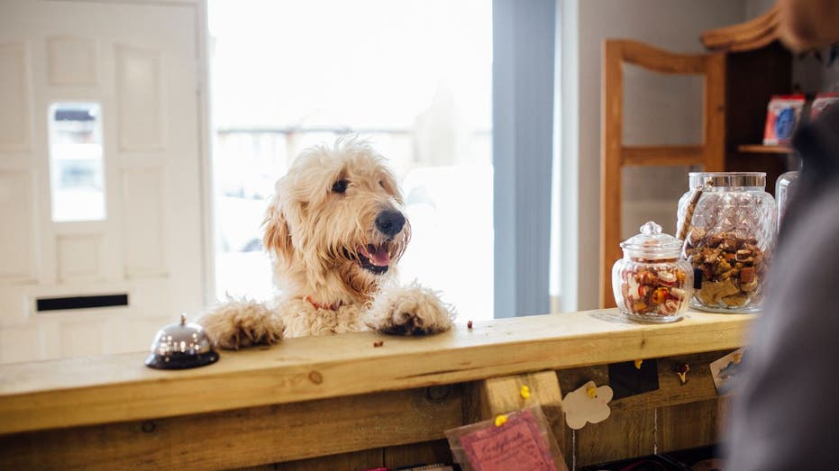 dog with front paws on hotel welcome desk