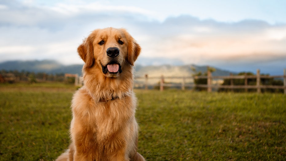 Golden retriever sitting outside