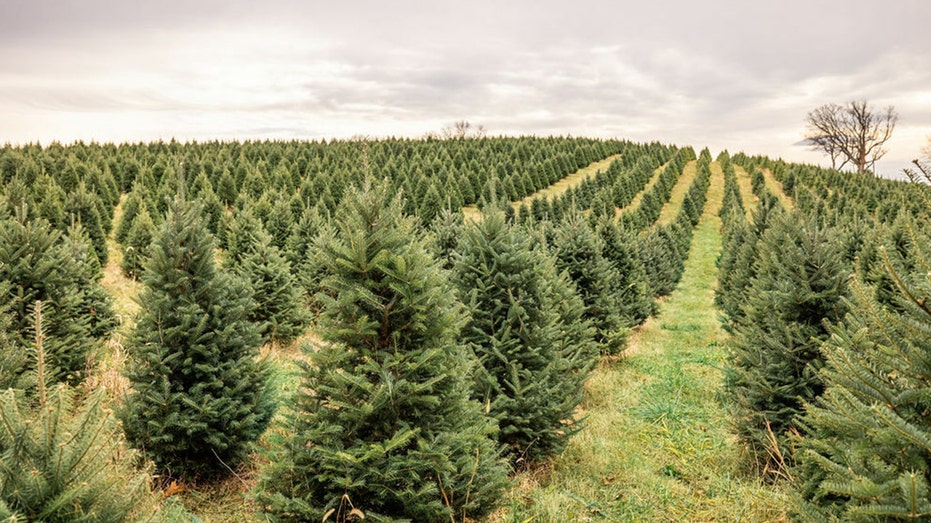 Gaver Farm Christmas trees