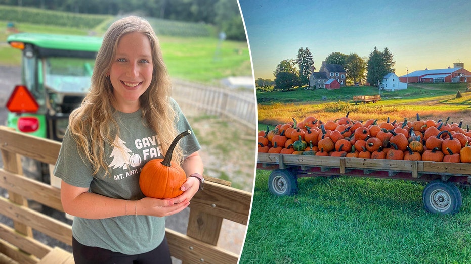 Gaver Farm pick your own pumpkins