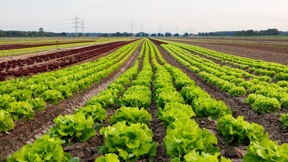 Lettuce growing in a field 