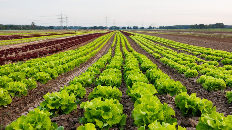 Lettuce growing in a field