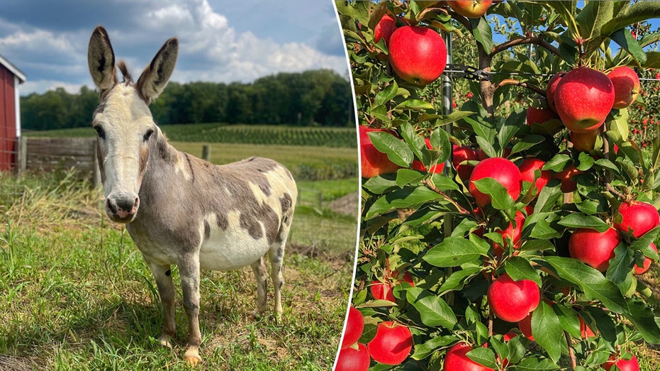 Gaver Farm orchard and animals