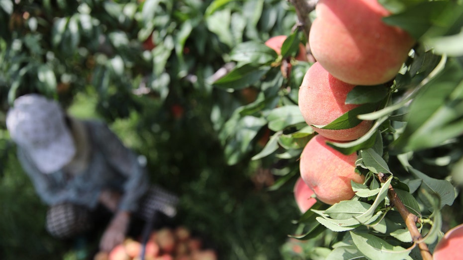 Peaches on a tree