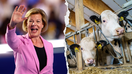 Wisconsin Democratic Senator Tammy Baldwin is pictured alongside cows at the Morning Star Dairy Farm in Onalaska, Wisconsin. 