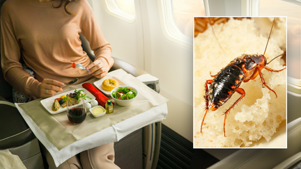 An Air India customer reported that she found a cockroach in her in-flight meal.