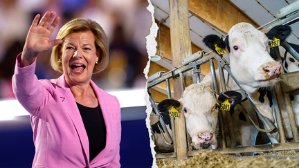 Wisconsin Democratic Senator Tammy Baldwin is pictured alongside cows at the Morning Star Dairy Farm in Onalaska, Wisconsin. 