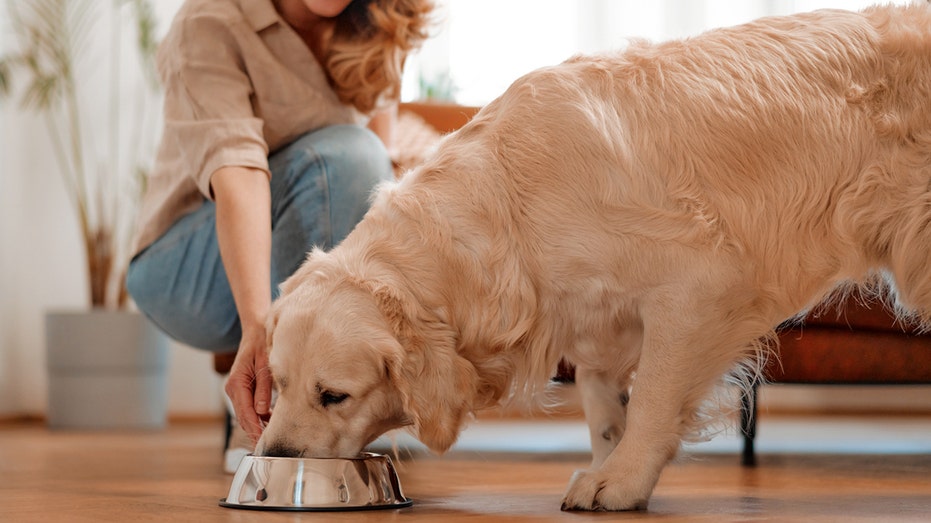 A woman feeding her dog 