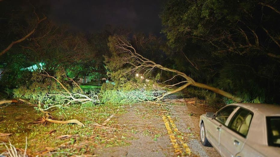 fallen trees across the street in Tampa